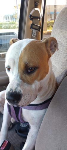 Lost Male Dog last seen Burger King , Titusville, FL 32780