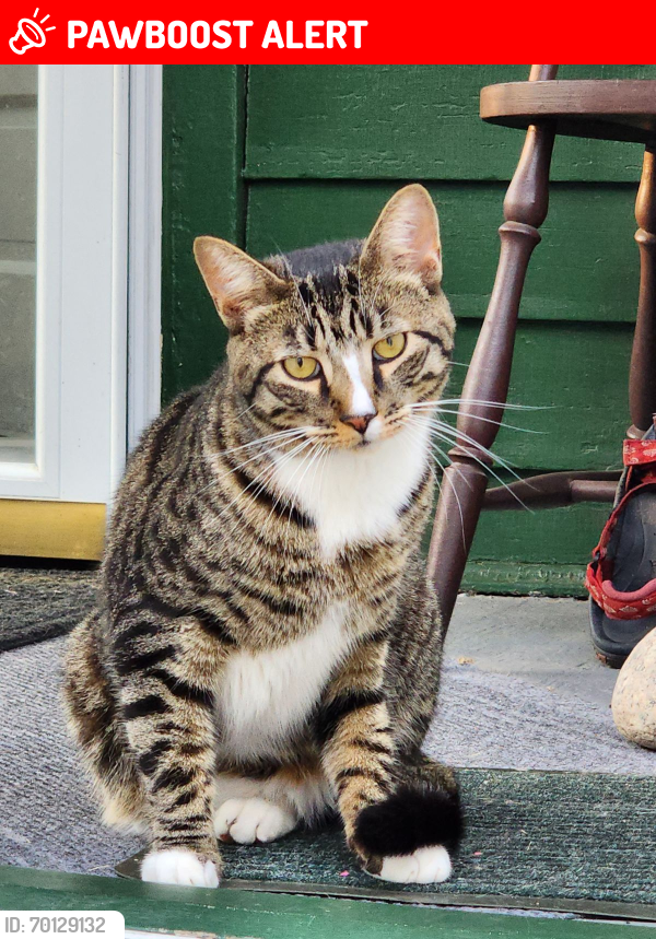 Lost Male Cat last seen Woodlawn Street , Saratoga Springs, NY 12866