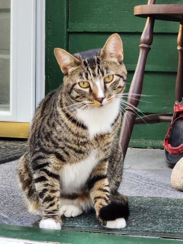 Lost Male Cat last seen Woodlawn Street , Saratoga Springs, NY 12866