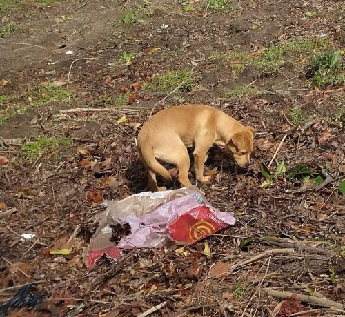 Lost Female Dog last seen Lamont St Macon Ga 31204, Macon, GA 31204
