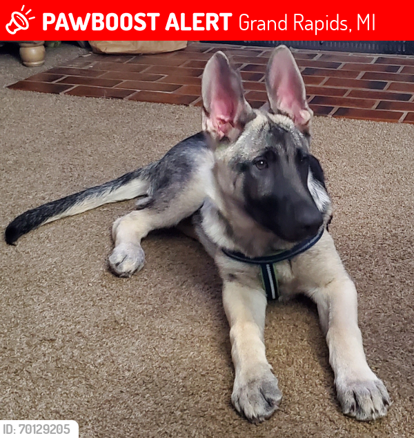 Lost Male Dog last seen Hunsberger Ave NE and Coit and Plainfield, Grand Rapids, MI 49525