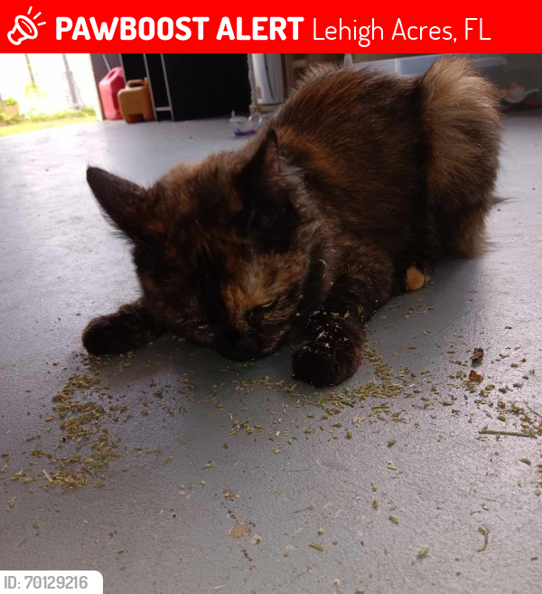 Lost Female Cat last seen Aurther Ave , by old Lehigh Acres Middle School, Lehigh Acres, FL 33936