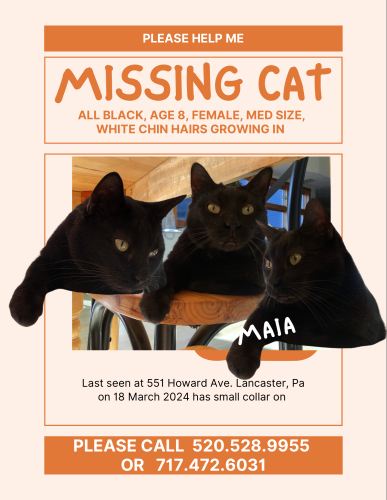 Lost Female Cat last seen Strawberry st. And locust st. Lancaster, pa , Lancaster, PA 17602