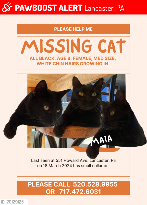 Lost Female Cat last seen Strawberry st. And locust st. Lancaster, pa , Lancaster, PA 17602