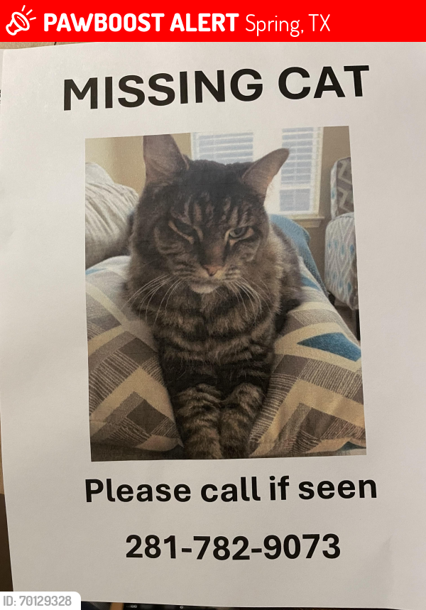 Lost Female Cat last seen Spring creek drive , Spring, TX 77373