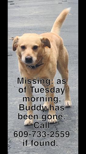 Lost Male Dog last seen Town Branch Rd , Vanceburg, KY 41179
