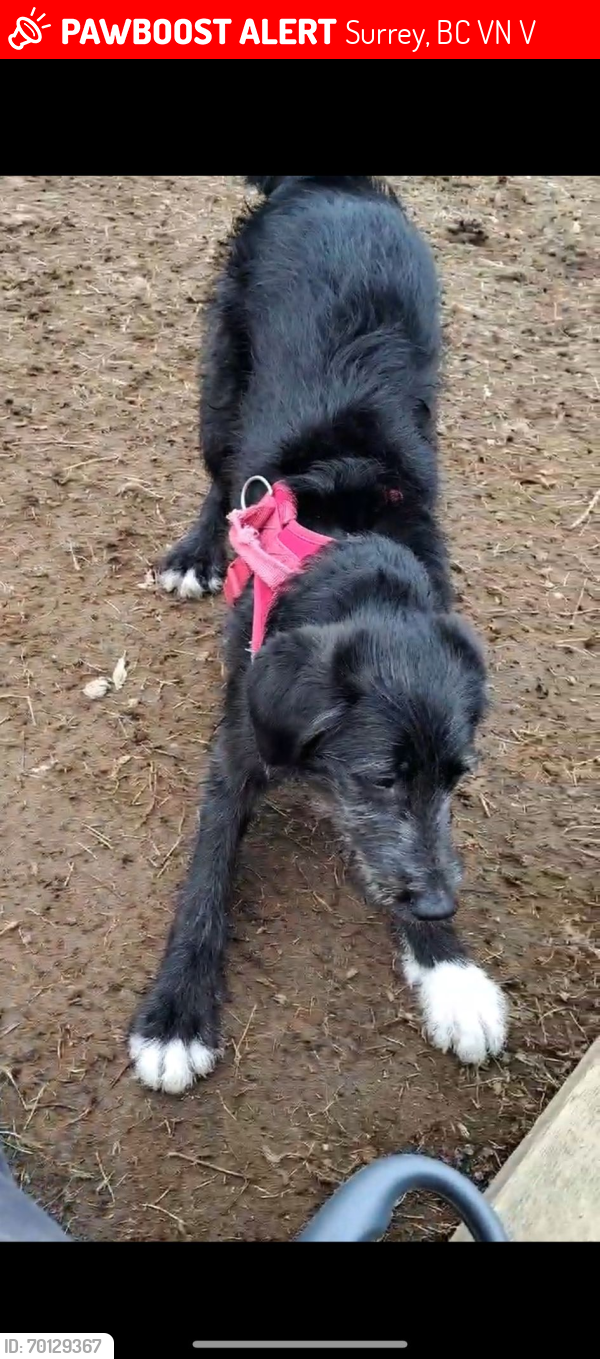 Lost Female Dog last seen Near 194A St, Surrey, BC V4N 6V6