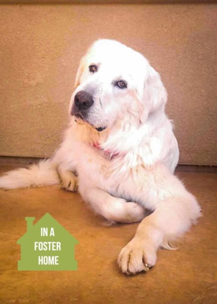 Shelter Stray Male Dog last seen Rancho Cordova, CA 95742, Sacramento, CA 95828