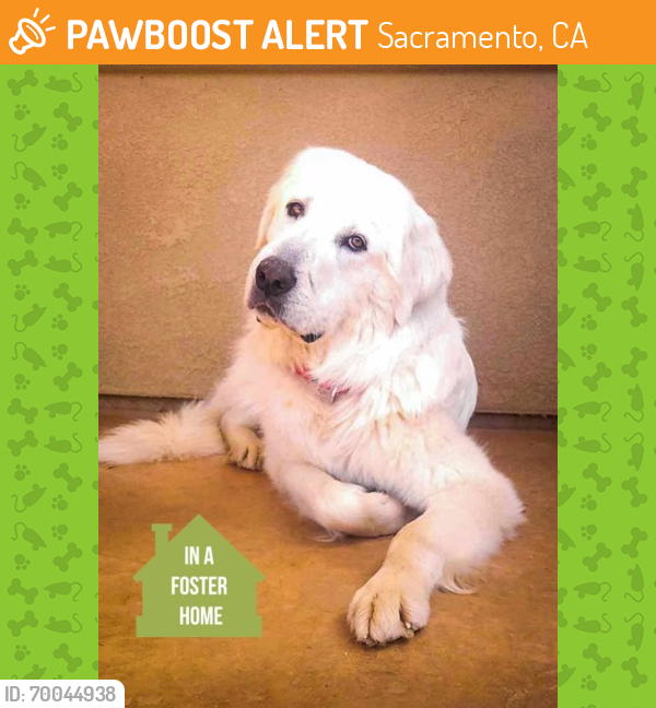 Shelter Stray Male Dog last seen Rancho Cordova, CA 95742, Sacramento, CA 95828