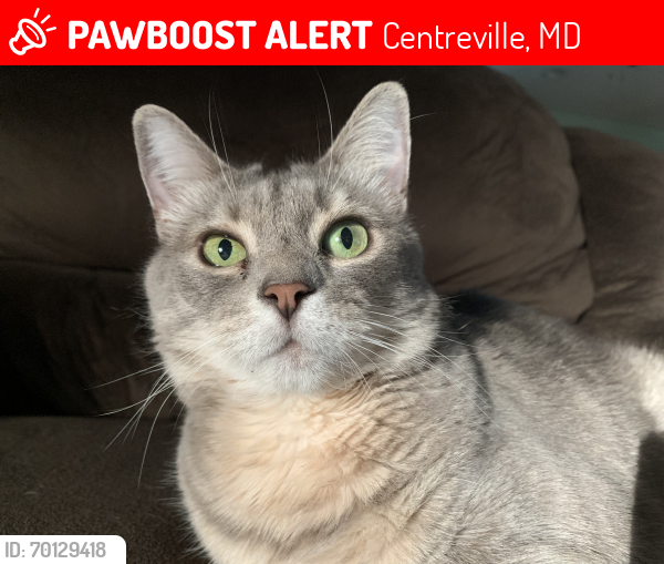 Lost Female Cat last seen Murphy rd, Carter rd,,, Centreville, MD 21617