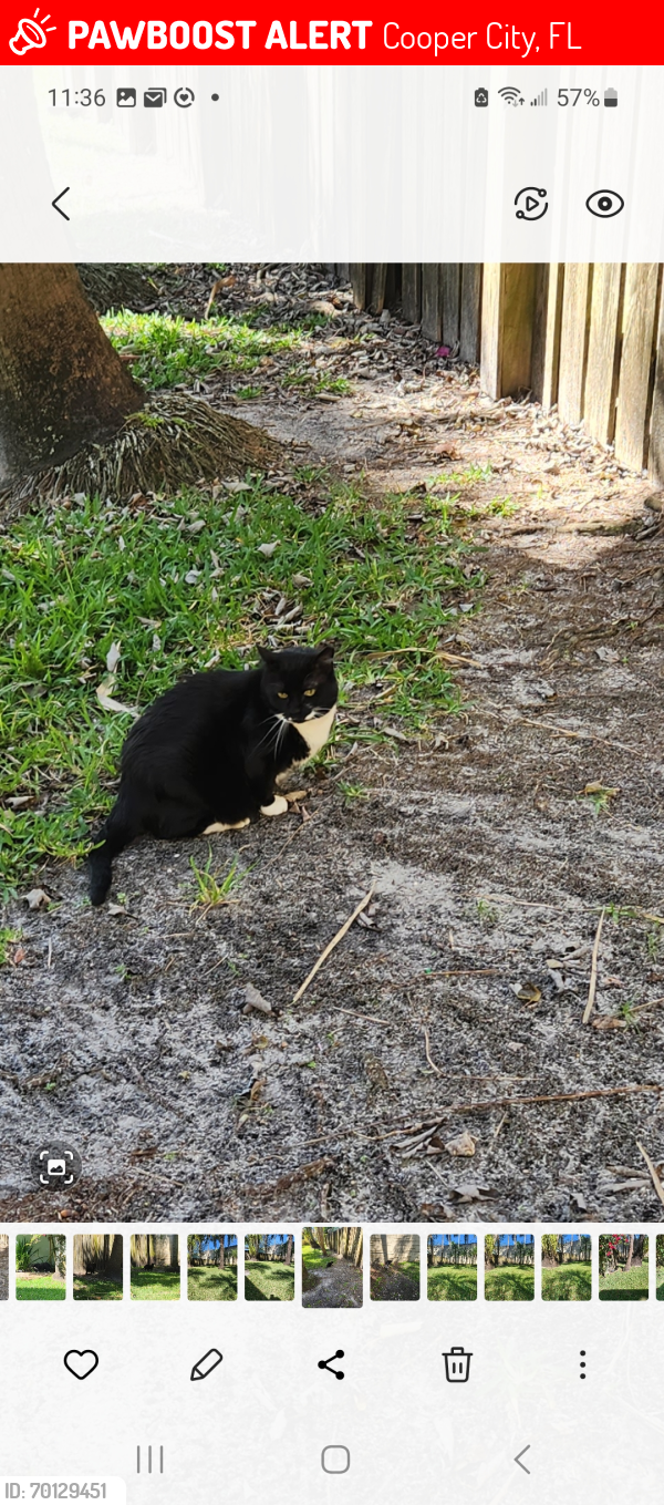 Lost Female Cat last seen 49TH STREET and 90th Ave , Cooper City, FL 33328