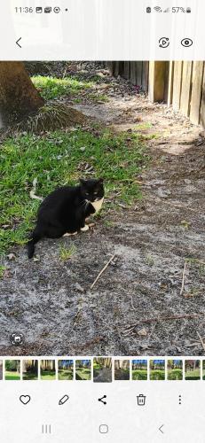 Lost Female Cat last seen 49TH STREET and 90th Ave , Cooper City, FL 33328