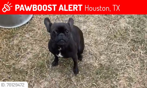 Lost Female Dog last seen Wayside Dr, Houston, TX 77016