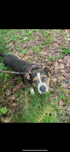 Lost Female Dog last seen Woodland park, Anniston, AL 36206