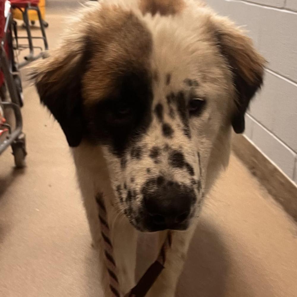Shelter Stray Male Dog last seen , Chattanooga, TN 37415