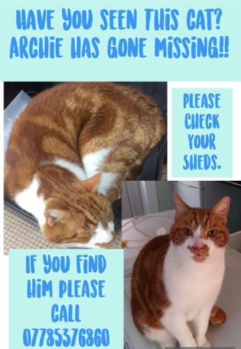 Lost Male Cat last seen Silhill Hall Road, Solihull, B91, West Midlands, England B91