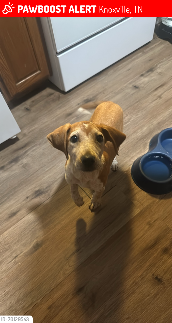 Lost Female Dog last seen Sims Road, Knoxville, TN 37920