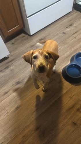 Lost Female Dog last seen Sims Road, Knoxville, TN 37920