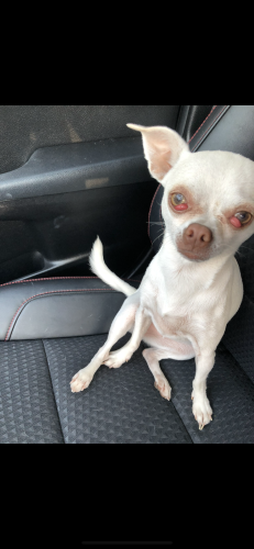 Lost Female Dog last seen Ruiz, Fort Worth, TX 76134