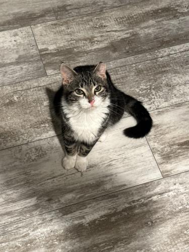 Lost Male Cat last seen Prochnow road, Dripping Springs, Hays County, TX 78620