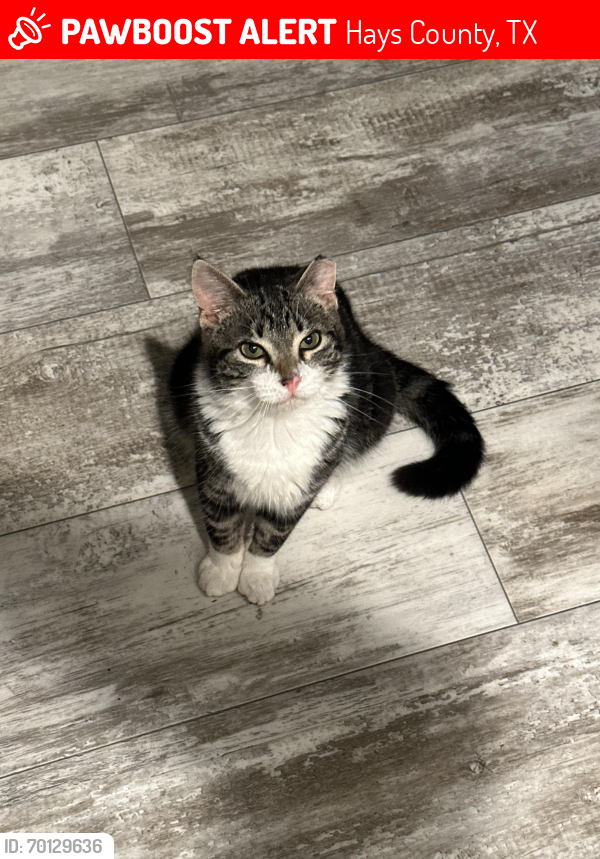 Lost Male Cat last seen Prochnow road, Dripping Springs, Hays County, TX 78620