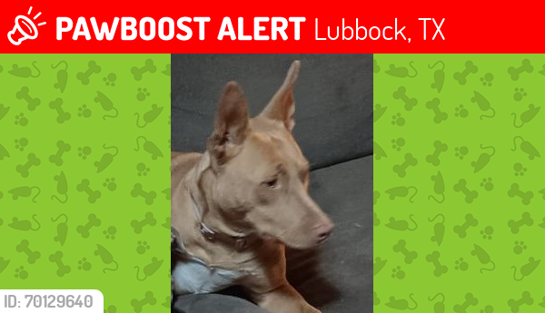 Lost Female Dog last seen Near 42nd Street Lubbock TX , Lubbock, TX 79404
