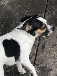 Lost Female Dog last seen Near harmony ln , Dallas, TX 75241