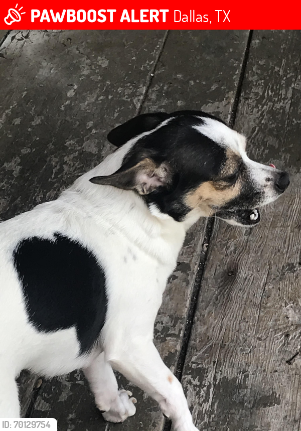Lost Female Dog last seen Near harmony ln , Dallas, TX 75241