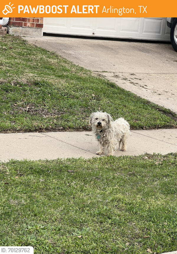 Found/Stray Unknown Dog last seen Mansfield Webb/ Collins/ Southeast, Arlington, TX 76002