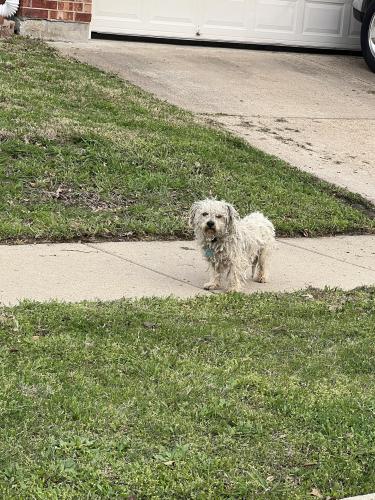 Found/Stray Unknown Dog last seen Mansfield Webb/ Collins/ Southeast, Arlington, TX 76002