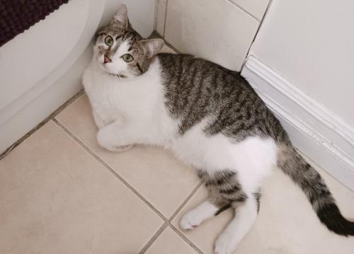 Lost Female Cat last seen Main st and 59th ave, Vancouver, BC V5X 3J4
