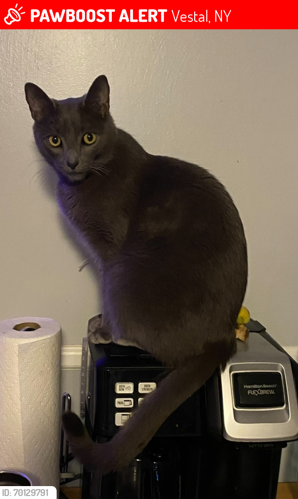 Lost Male Cat last seen Main St. and Front St, Vestal, NY 13850