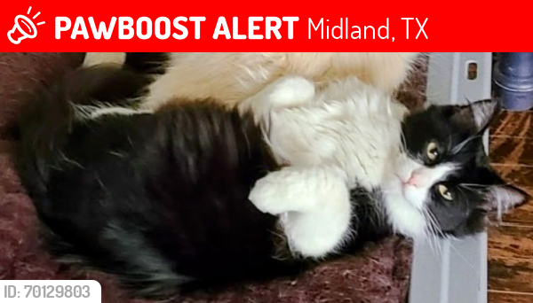 Lost Female Cat last seen Carriage, Midland, TX 79705