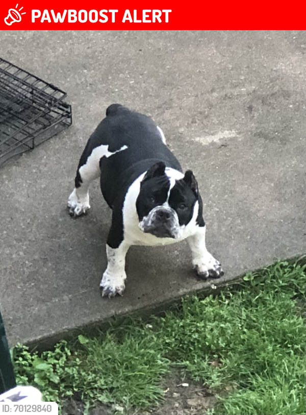 Lost Male Dog last seen Countryview Dr and Fence Row, Canal Winchester, OH 43110