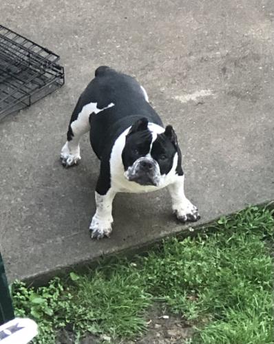 Lost Male Dog last seen Countryview Dr and Fence Row, Canal Winchester, OH 43110