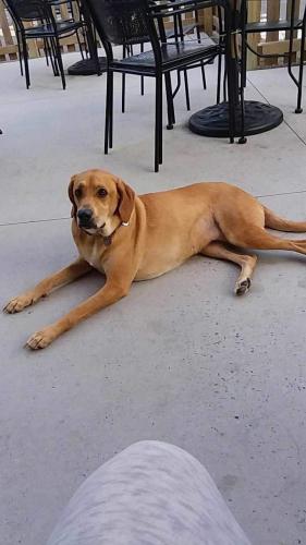 Lost Female Dog last seen Near Magnolia, Knoxville, TN 37914