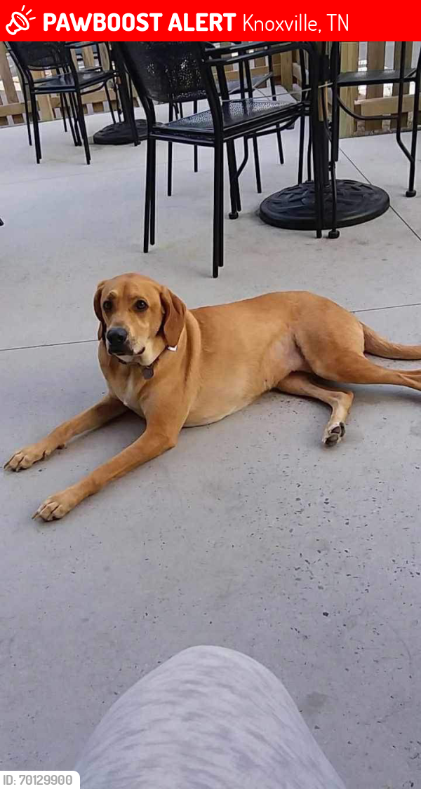 Lost Female Dog last seen Near Magnolia, Knoxville, TN 37914