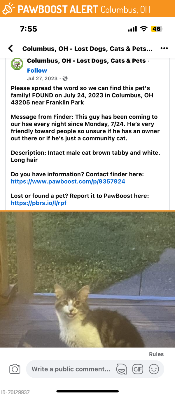 Found/Stray Male Cat last seen Franklin park , Columbus, OH 43205