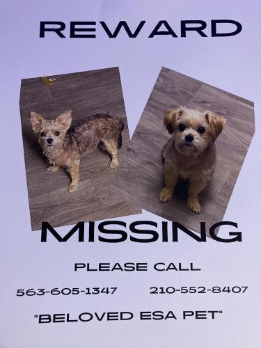 Lost Female Dog last seen Near Latch Dr San Antonio, TX, San Antonio, TX 78213