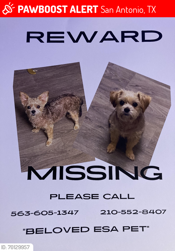 Lost Female Dog last seen Near Latch Dr San Antonio, TX, San Antonio, TX 78213