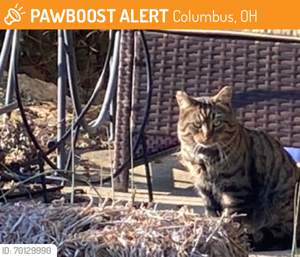 Found/Stray Unknown Cat last seen Slade Avenue, Columbus, OH 43235