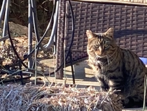 Found/Stray Unknown Cat last seen Slade Avenue, Columbus, OH 43235