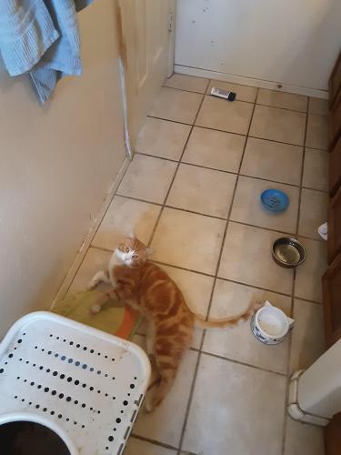 Found/Stray Male Cat last seen 127th Ave and Cactus Rd , El Mirage, AZ 85335
