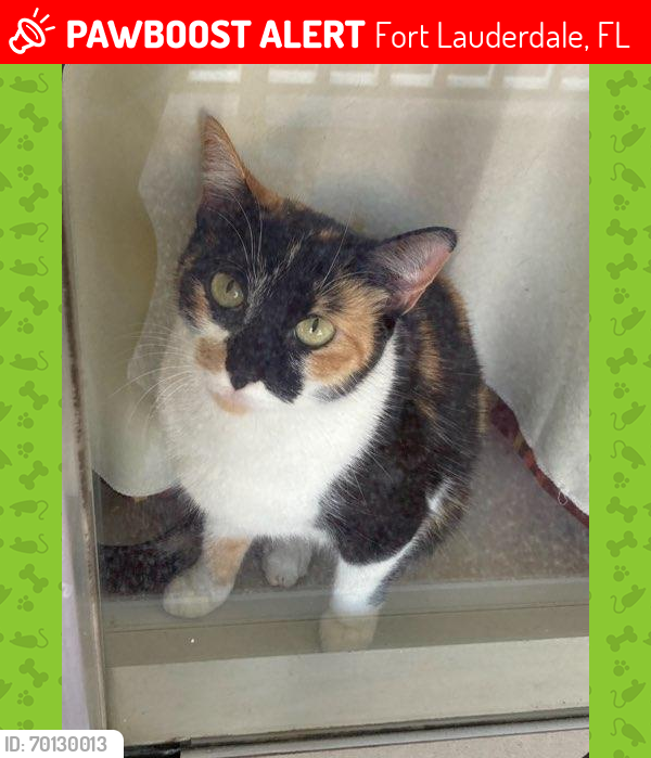Lost Female Cat last seen Humane society shelter, Fort Lauderdale, FL 33312