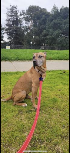 Lost Male Dog last seen Peralta Hacienda, Oakland, CA 94601