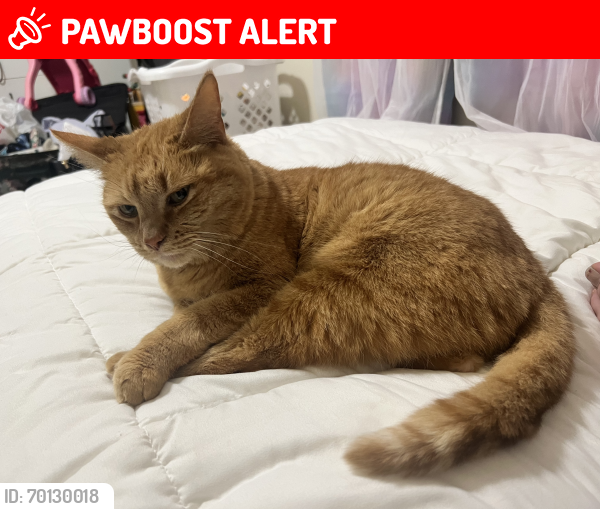 Lost Female Cat last seen  In woods going north behind Meijer on Plainfield and Woodworth, Plainfield charter Township, MI 49525