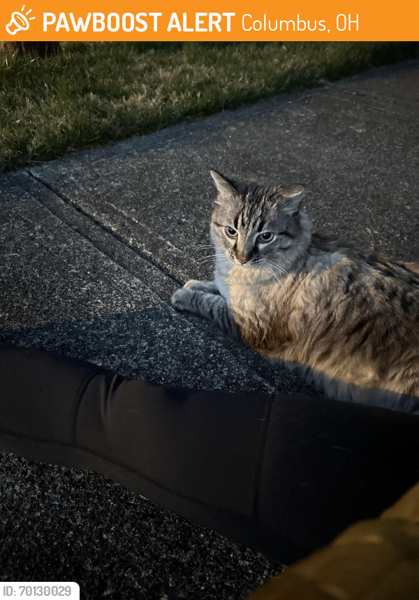 Found/Stray Unknown Cat last seen Ardenrun Way & Sherborne Drive, Columbus, OH, Columbus, OH 43219