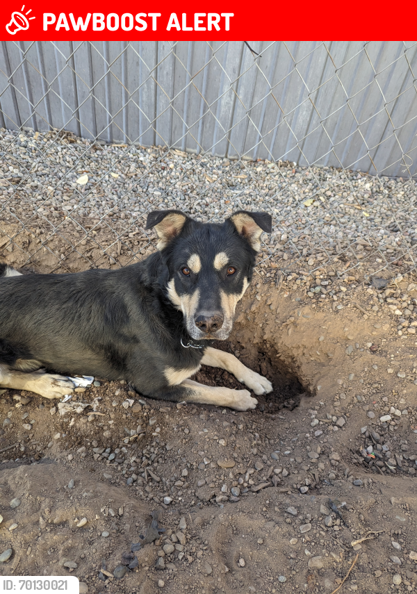 Lost Male Dog last seen Hwy 41 and cricket ln, estancia NM  , Torrance County, NM 87016