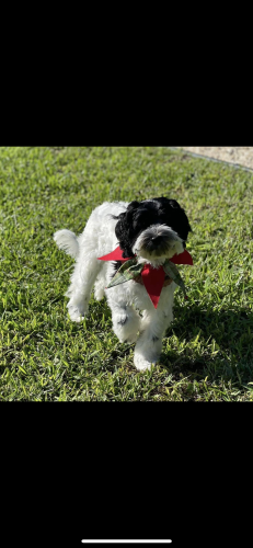 Lost Female Dog last seen Monica parkway and Dudley , Sarasota, FL 34237