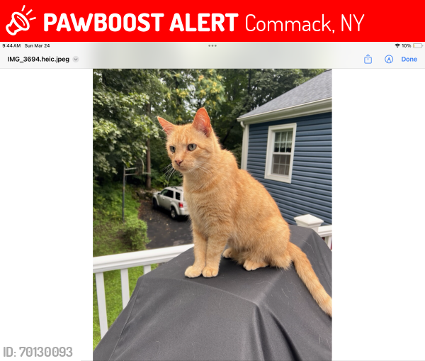 Lost Male Cat last seen Marvin Lane and Larry Lane, Commack NY, Commack, NY 11725